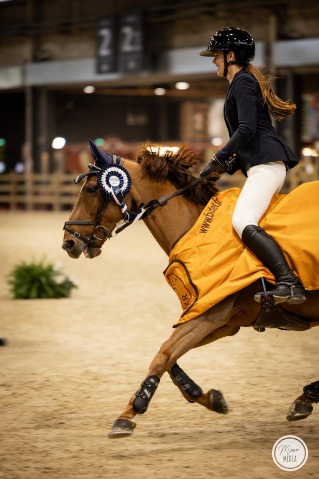 Gelding French Saddle Pony For sale 2011 Chesnut