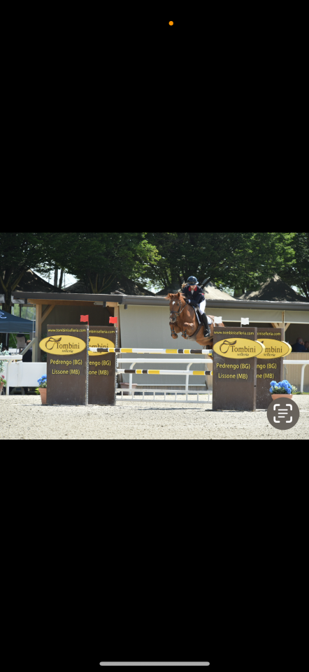 Gelding French Saddle Pony For sale 2011 Chesnut