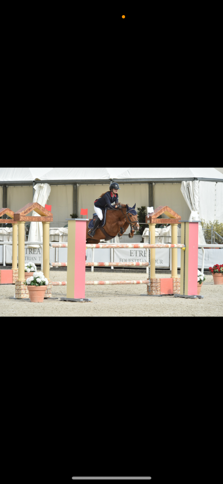 Gelding French Saddle Pony For sale 2011 Chesnut