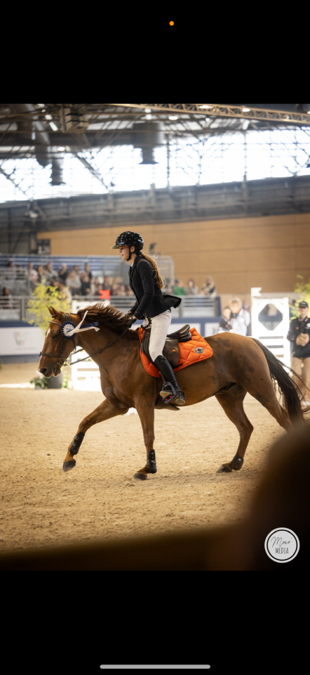 Gelding French Saddle Pony For sale 2011 Chesnut