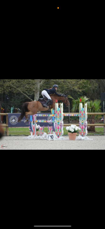 Gelding French Saddle Pony For sale 2011 Chesnut