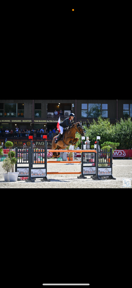 Gelding French Saddle Pony For sale 2011 Chesnut