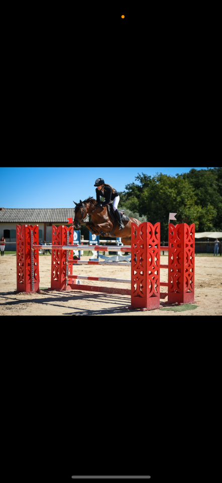 Gelding French Saddle Pony For sale 2011 Chesnut