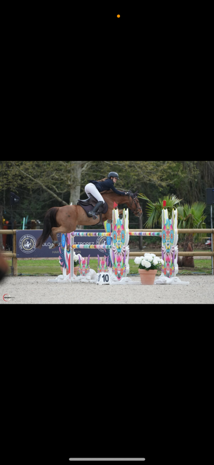 Gelding French Saddle Pony For sale 2011 Chesnut