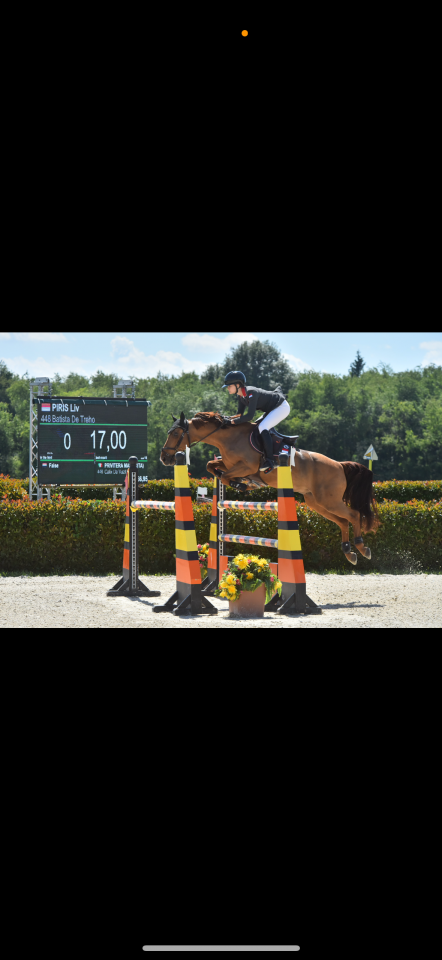 Gelding French Saddle Pony For sale 2011 Chesnut