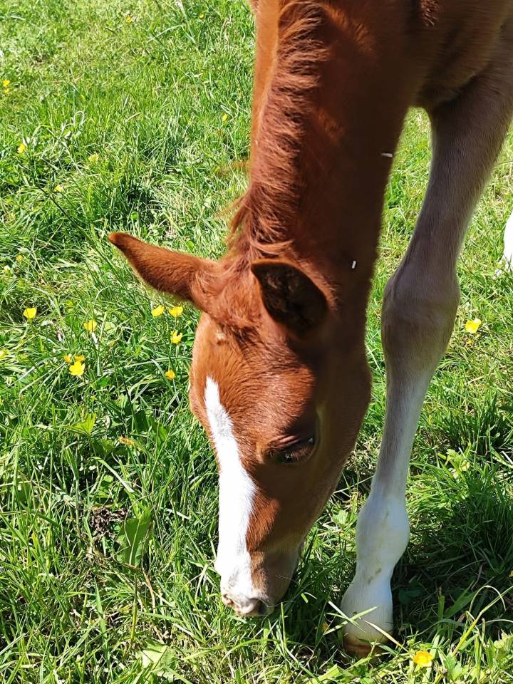 Colt French Saddle Pony For sale 2025 Liver chestnut