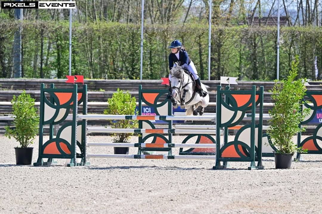 Colt French Saddle Pony For sale 2025 Liver chestnut