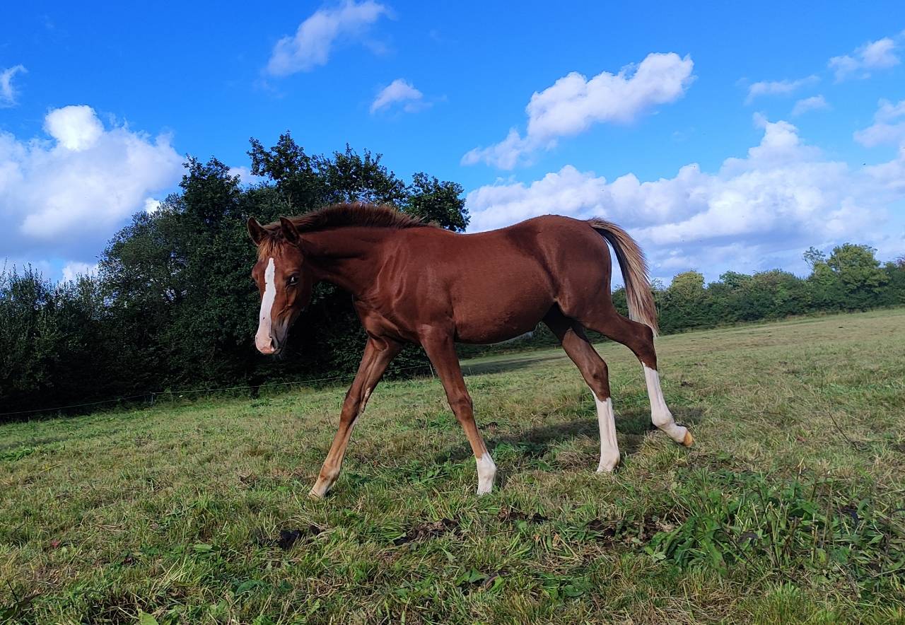 Colt French Saddle Pony For sale 2025 Liver chestnut