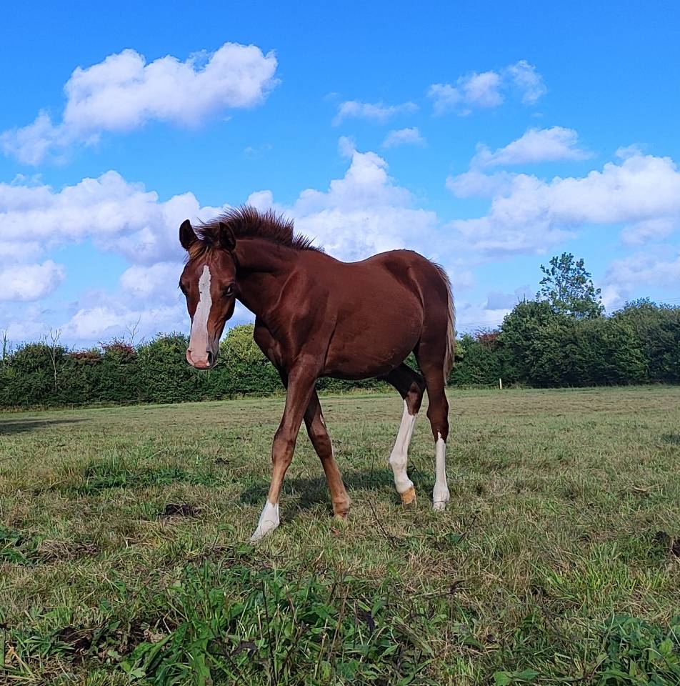 Colt French Saddle Pony For sale 2025 Liver chestnut