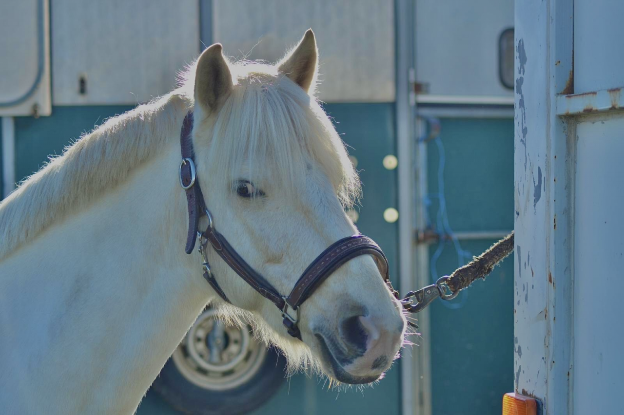 Gelding French Saddle Pony For sale 2017 Palomino