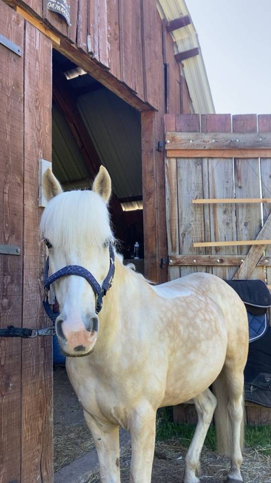 Gelding French Saddle Pony For sale 2017 Palomino