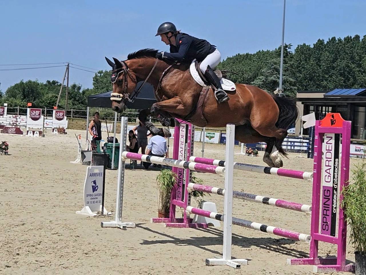 Mare Selle Français For sale 2018 Bay