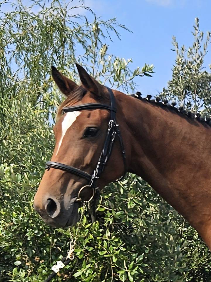 Mare Selle Français For sale 2018 Bay