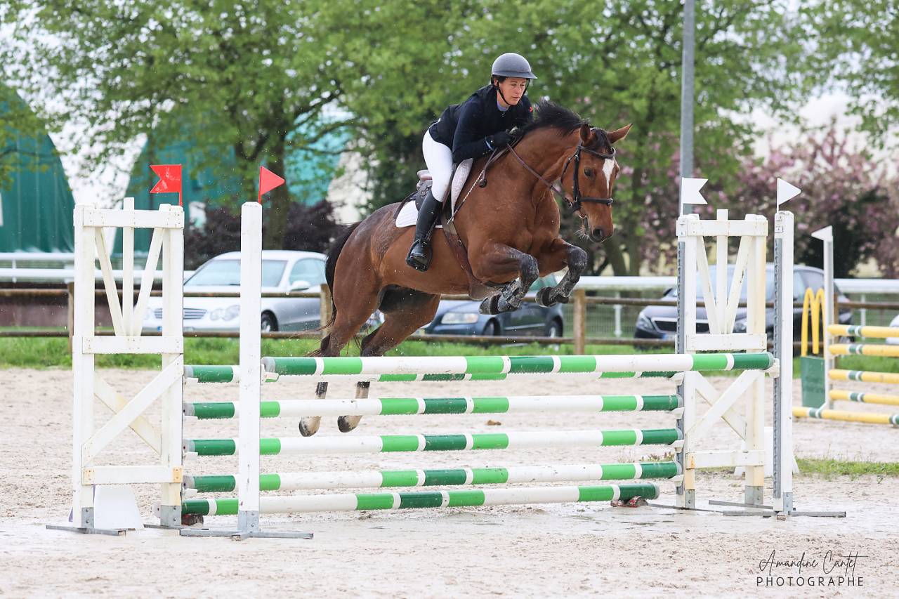 Mare Selle Français For sale 2018 Bay