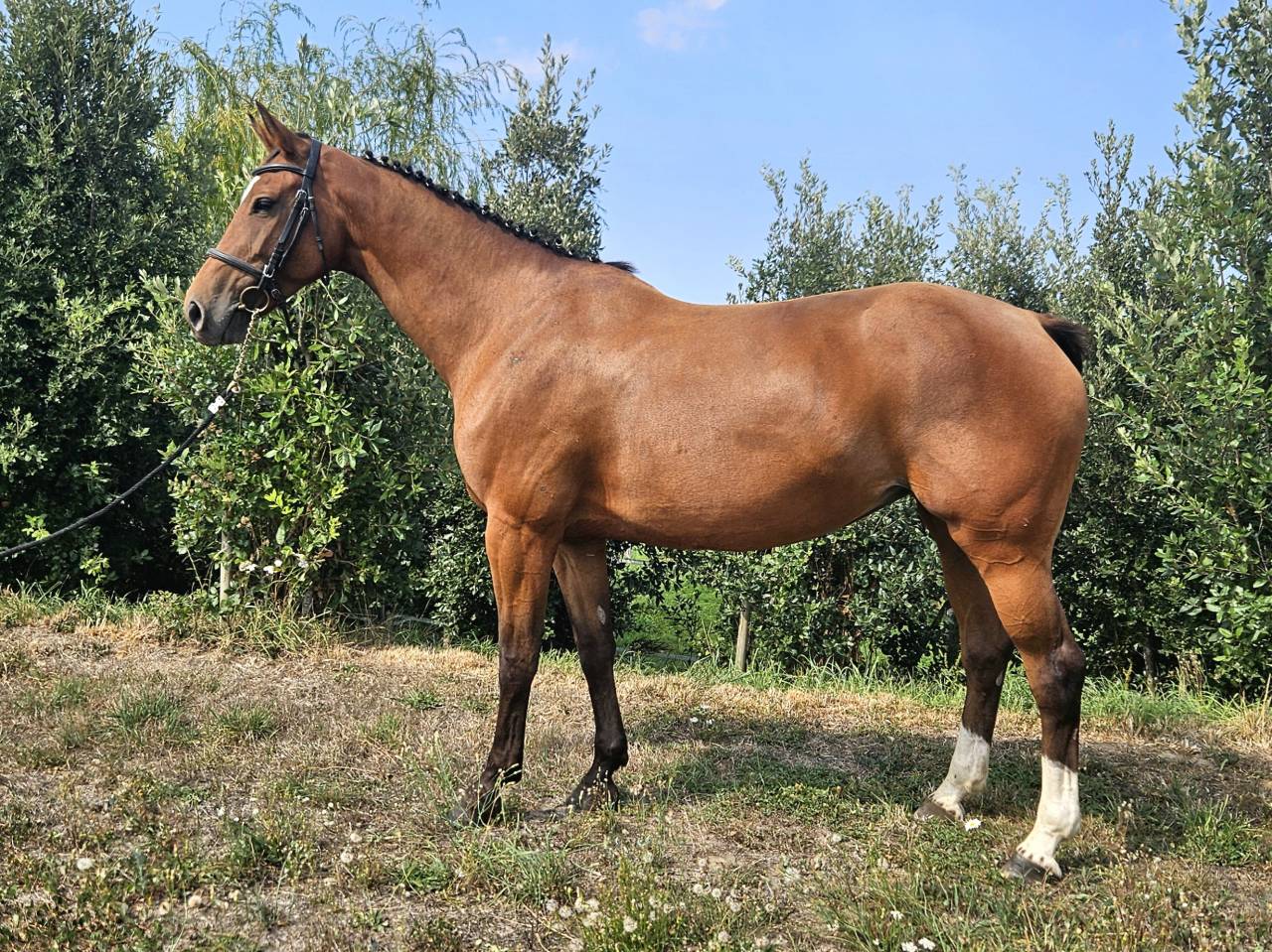 Mare Selle Français For sale 2018 Bay