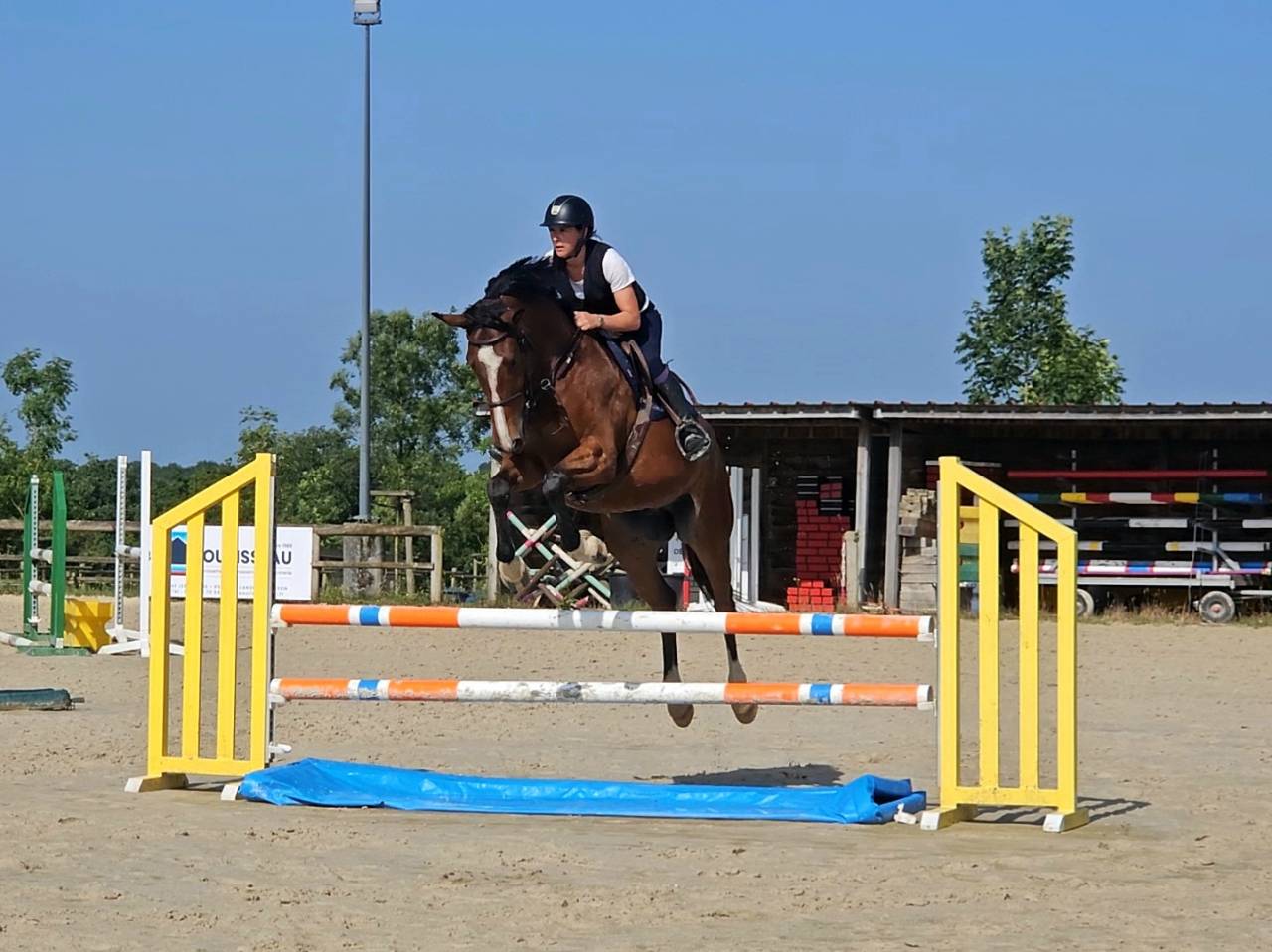 Gelding Selle Français For sale 2020 Dark Bay