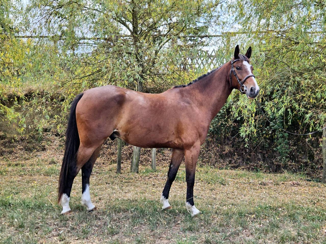 Gelding Selle Français For sale 2020 Dark Bay