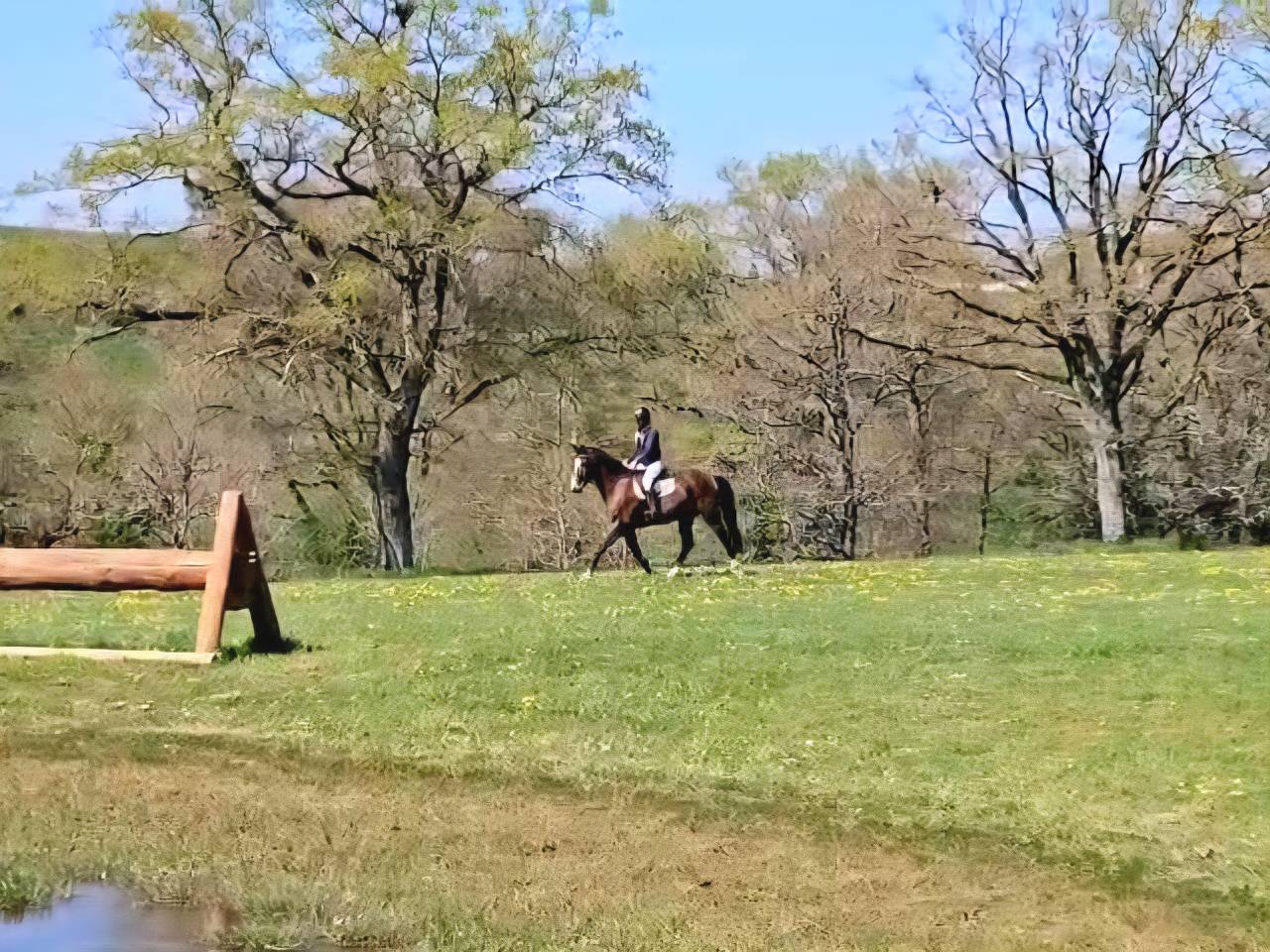 Gelding Selle Français For sale 2020 Dark Bay