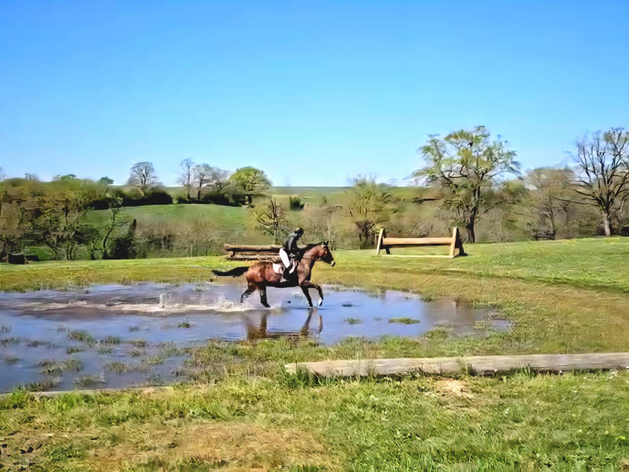 Gelding Selle Français For sale 2020 Dark Bay