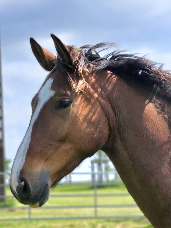 Gelding Selle Français For sale 2020 Dark Bay