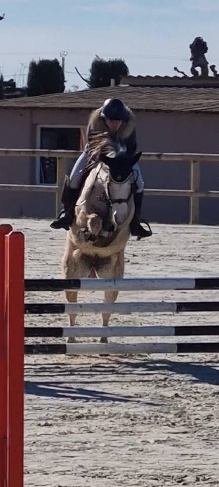 Mare No Origin Recorded For sale 2014 Grey