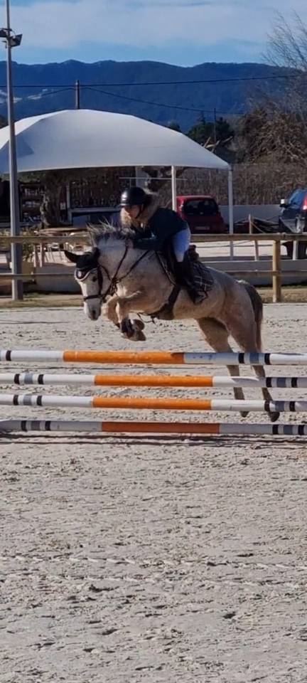 Mare No Origin Recorded For sale 2014 Grey