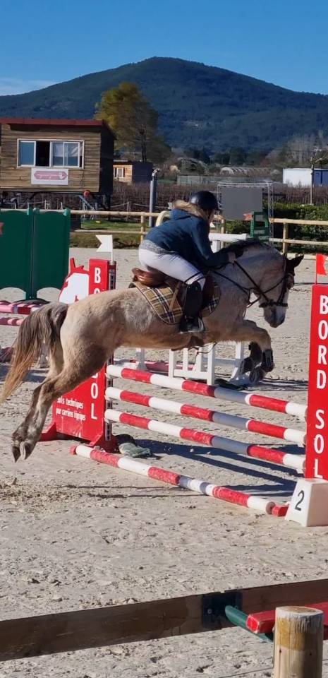 Mare No Origin Recorded For sale 2014 Grey