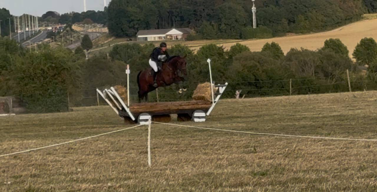 Gelding BWP Belgian Warmblood For sale 2020 Bay