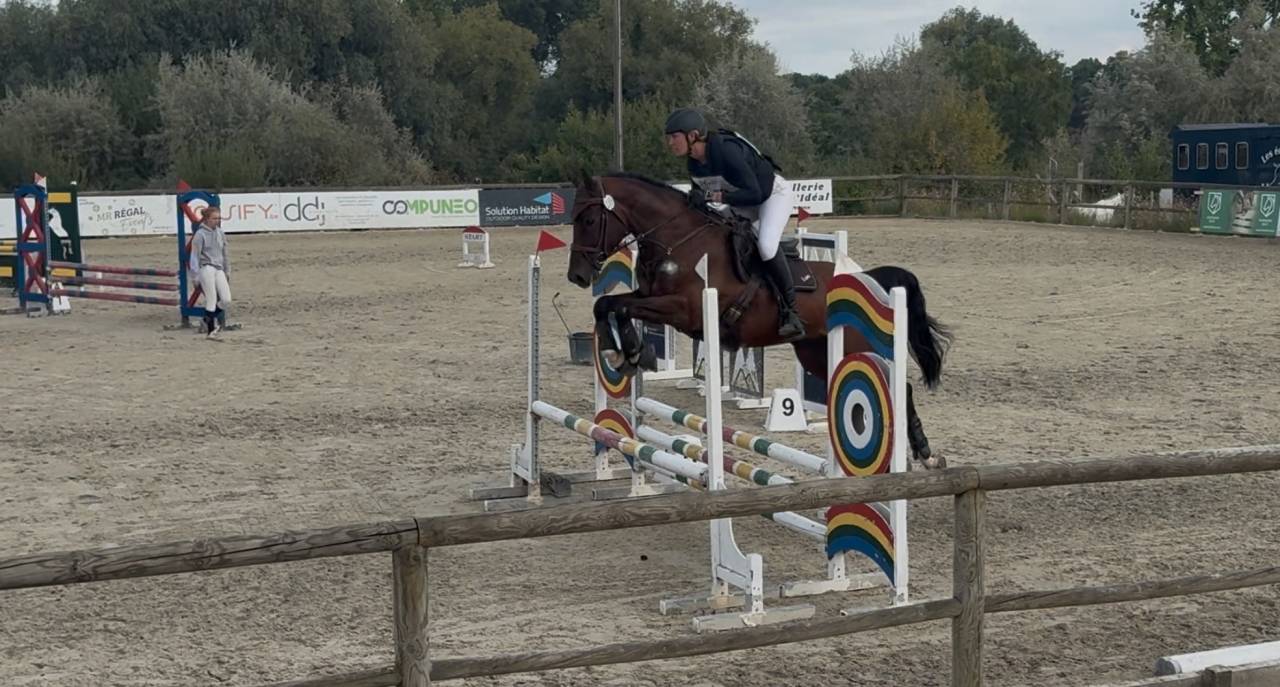 Gelding BWP Belgian Warmblood For sale 2020 Bay