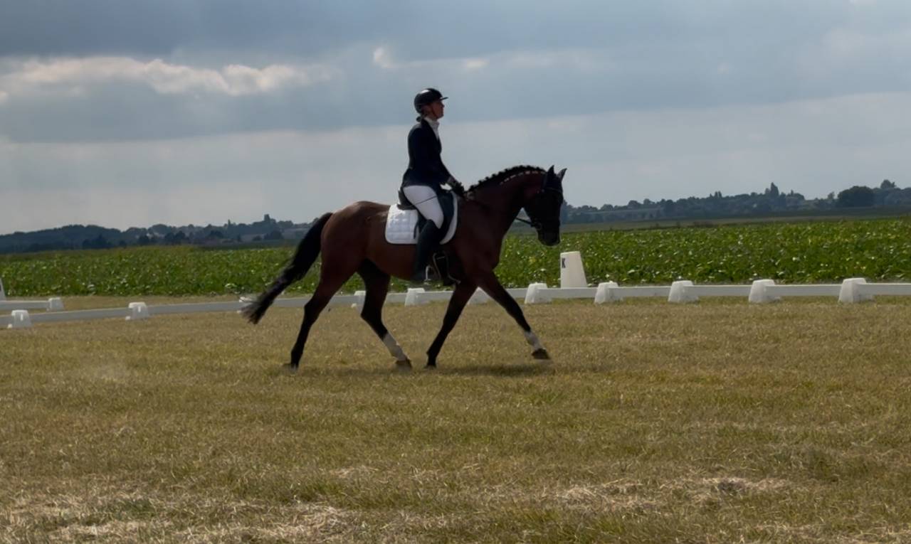 Gelding BWP Belgian Warmblood For sale 2020 Bay