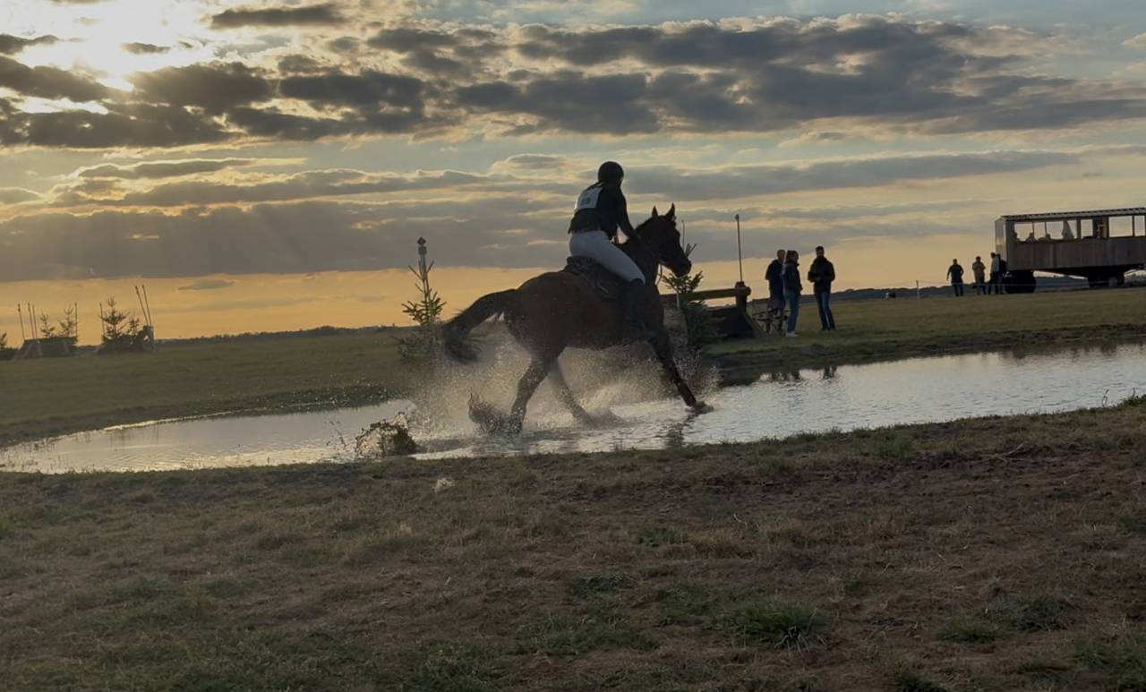 Gelding BWP Belgian Warmblood For sale 2020 Bay