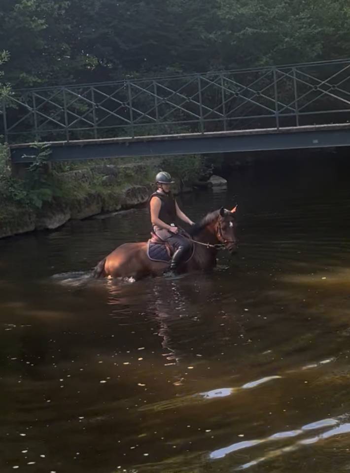 Gelding BWP Belgian Warmblood For sale 2020 Bay