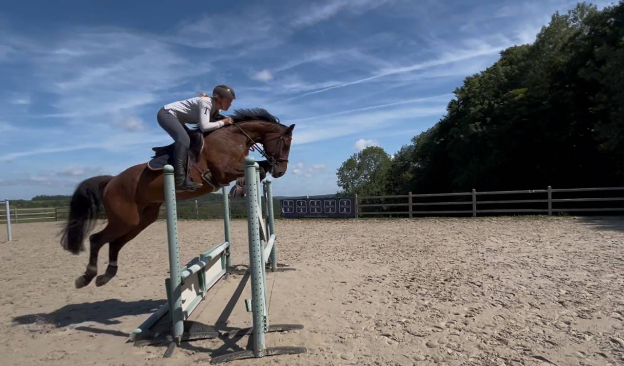 Gelding BWP Belgian Warmblood For sale 2020 Bay