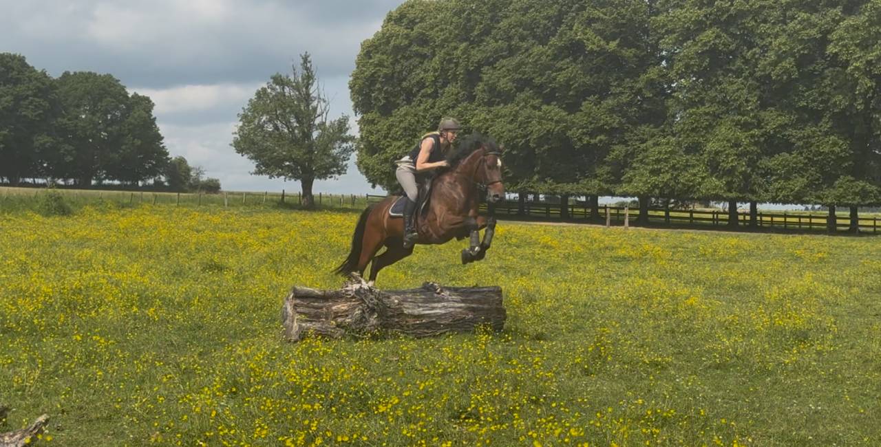 Gelding BWP Belgian Warmblood For sale 2020 Bay