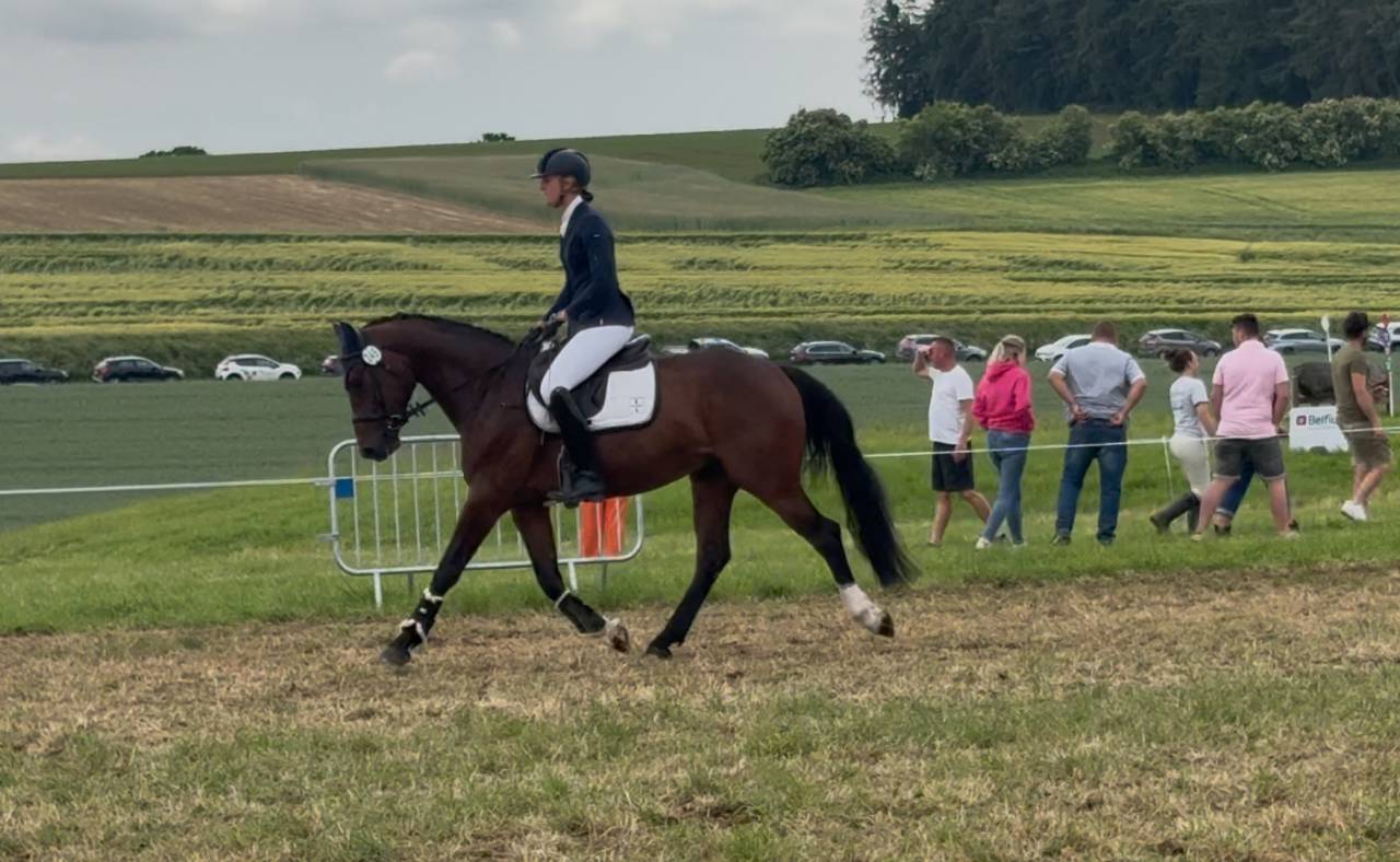 Gelding BWP Belgian Warmblood For sale 2020 Bay