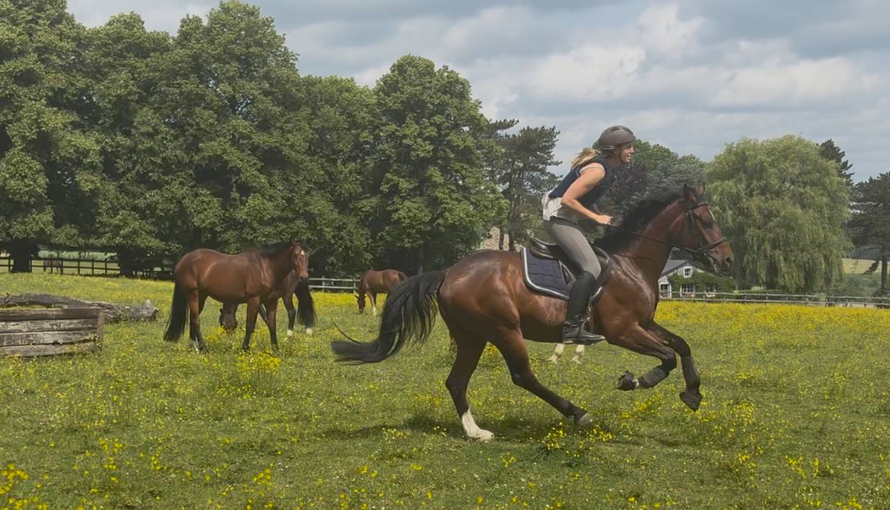 Gelding BWP Belgian Warmblood For sale 2020 Bay