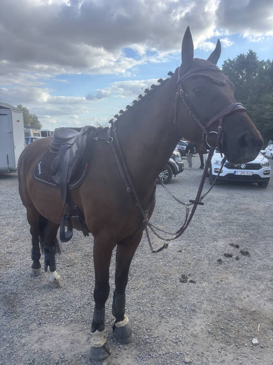 Gelding BWP Belgian Warmblood For sale 2020 Bay