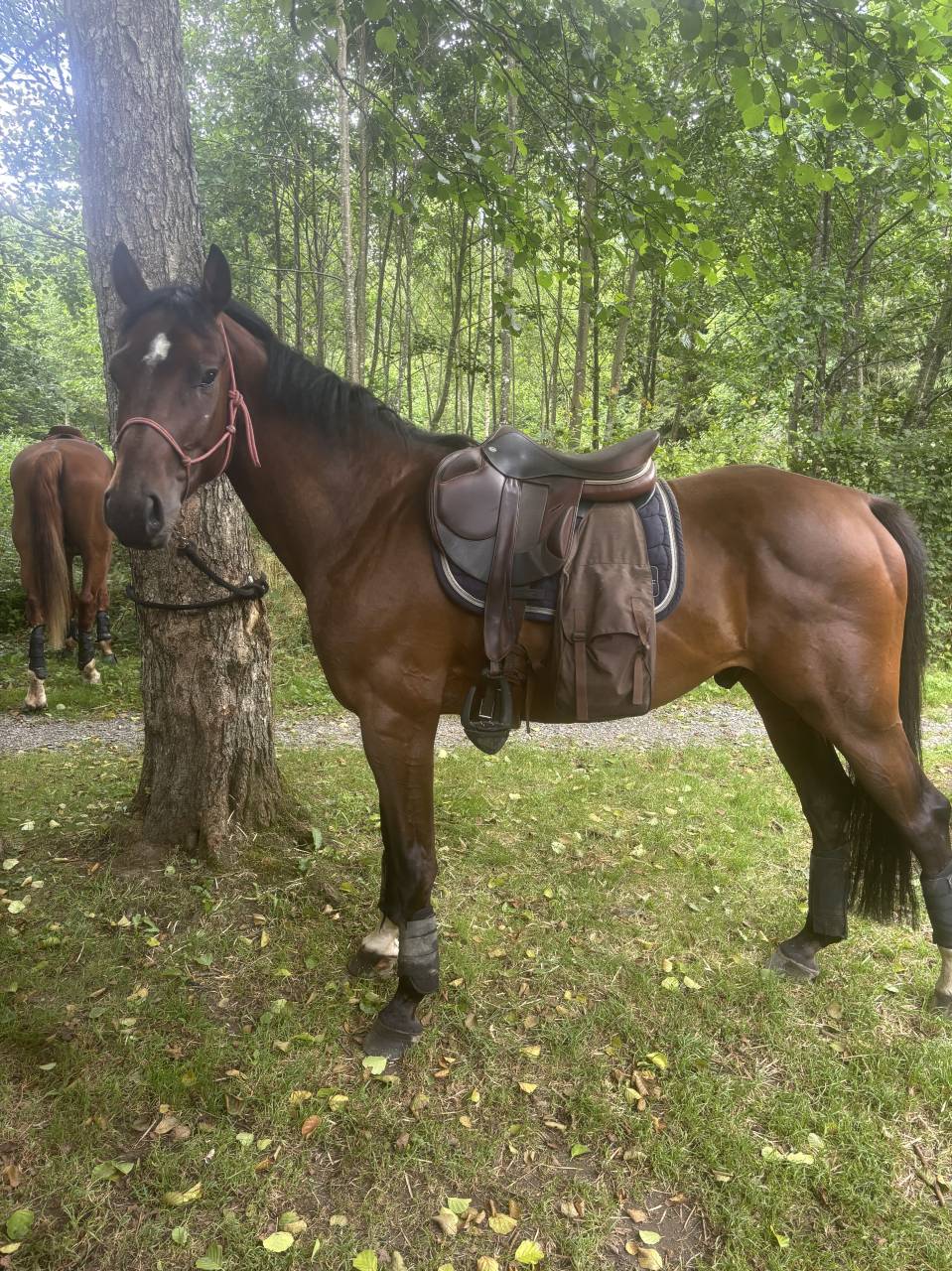 Gelding BWP Belgian Warmblood For sale 2020 Bay
