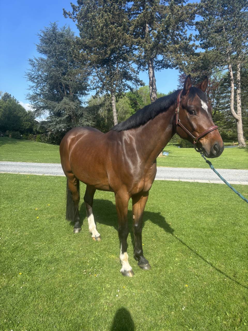 Gelding BWP Belgian Warmblood For sale 2020 Bay