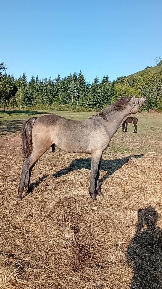 Colt Camargue For sale 2025 White