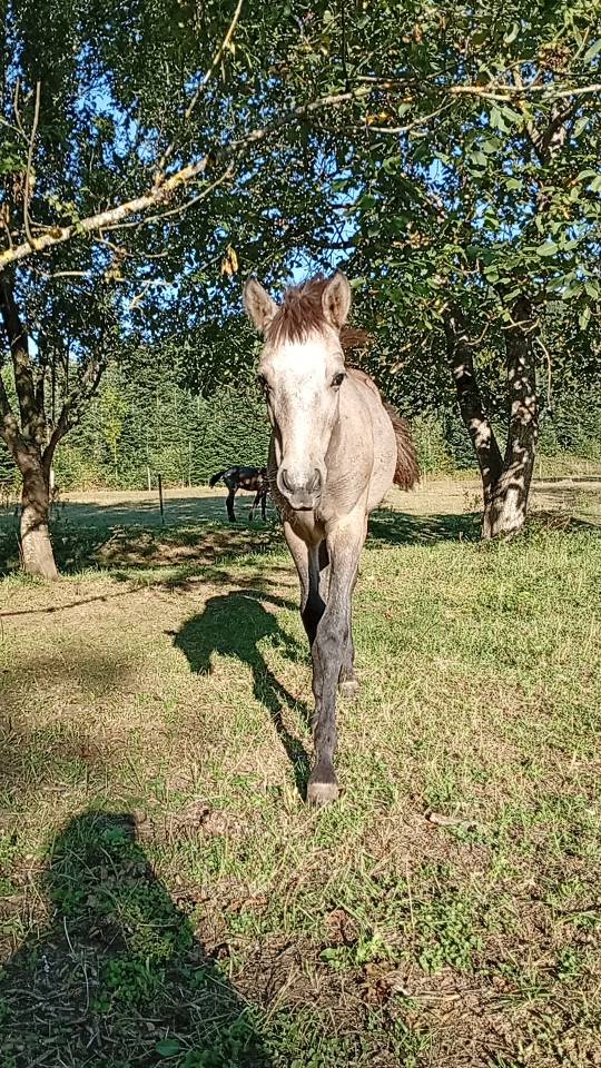 Colt Camargue For sale 2025 White