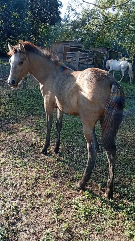 Colt Camargue For sale 2025 White