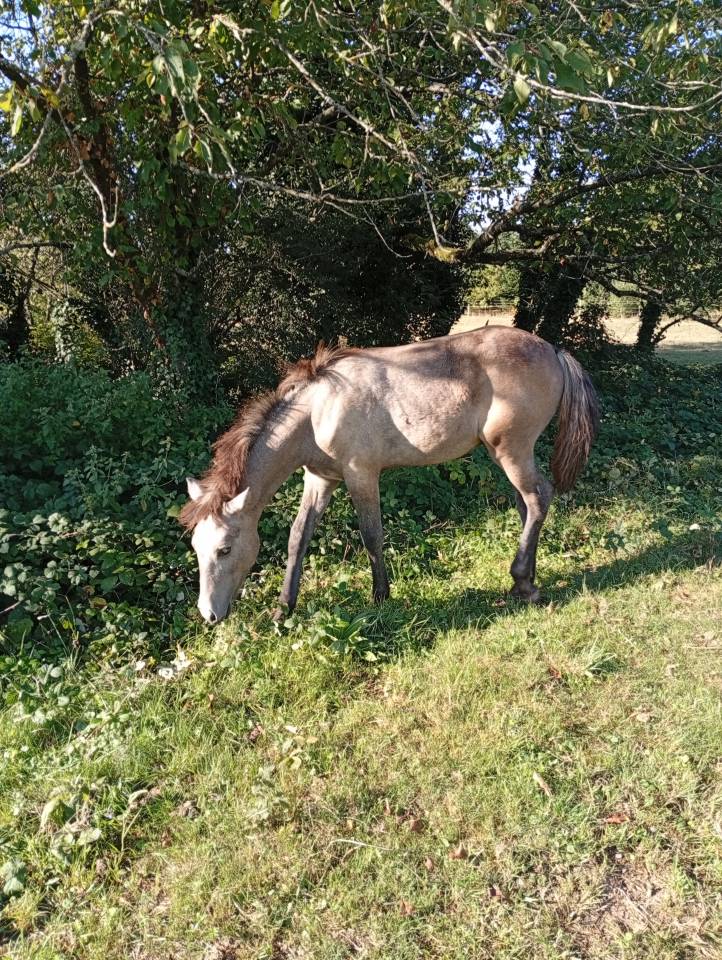 Colt Camargue For sale 2025 White