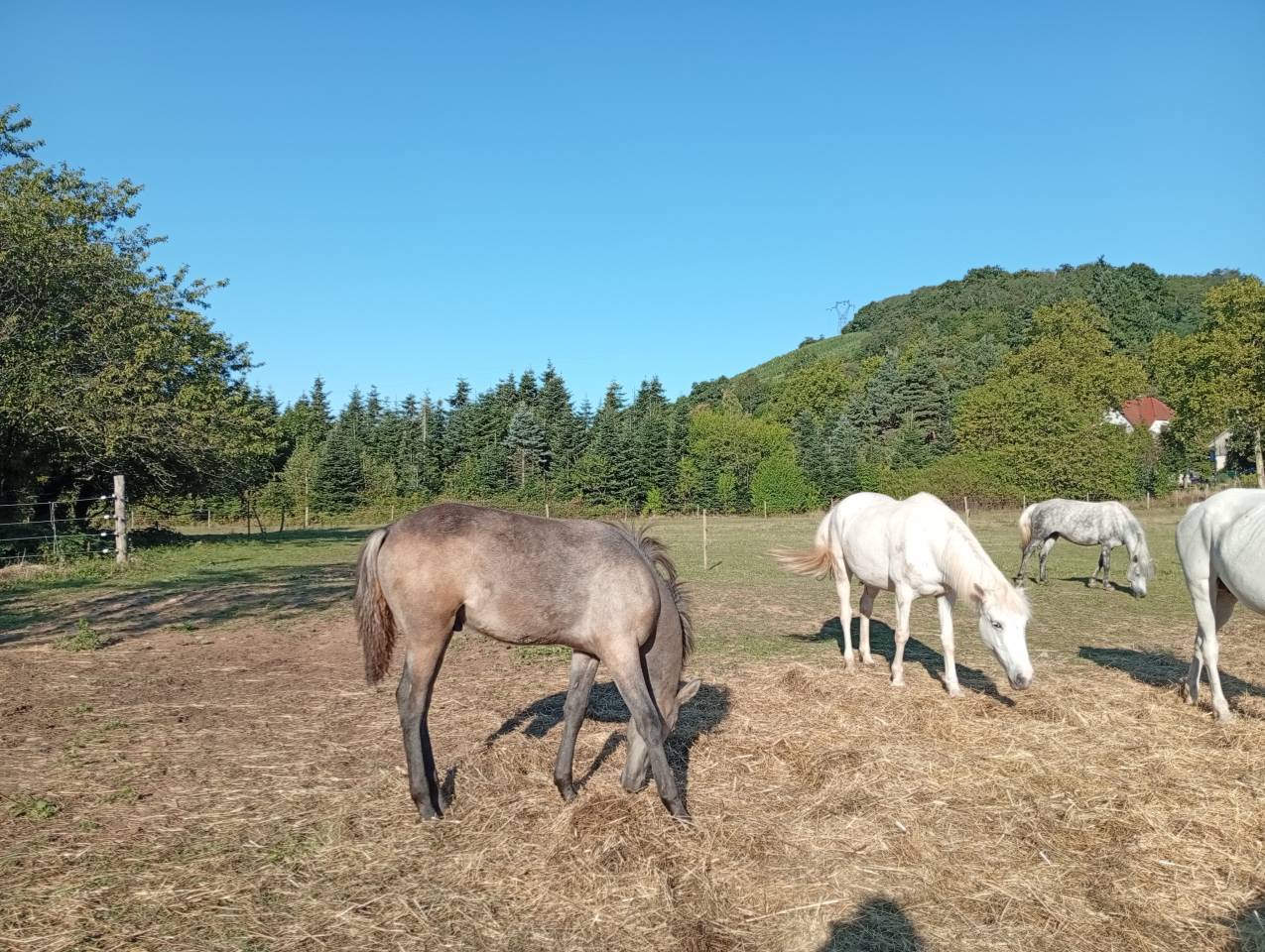 Colt Camargue For sale 2025 White