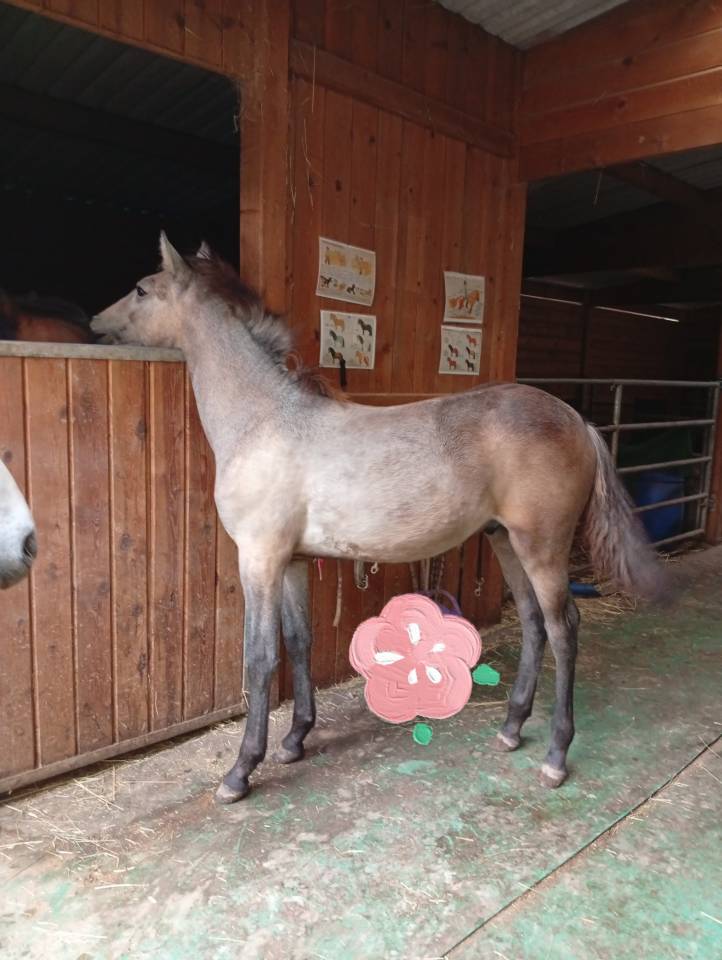 Colt Camargue For sale 2025 White