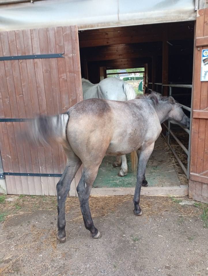 Colt Camargue For sale 2025 White