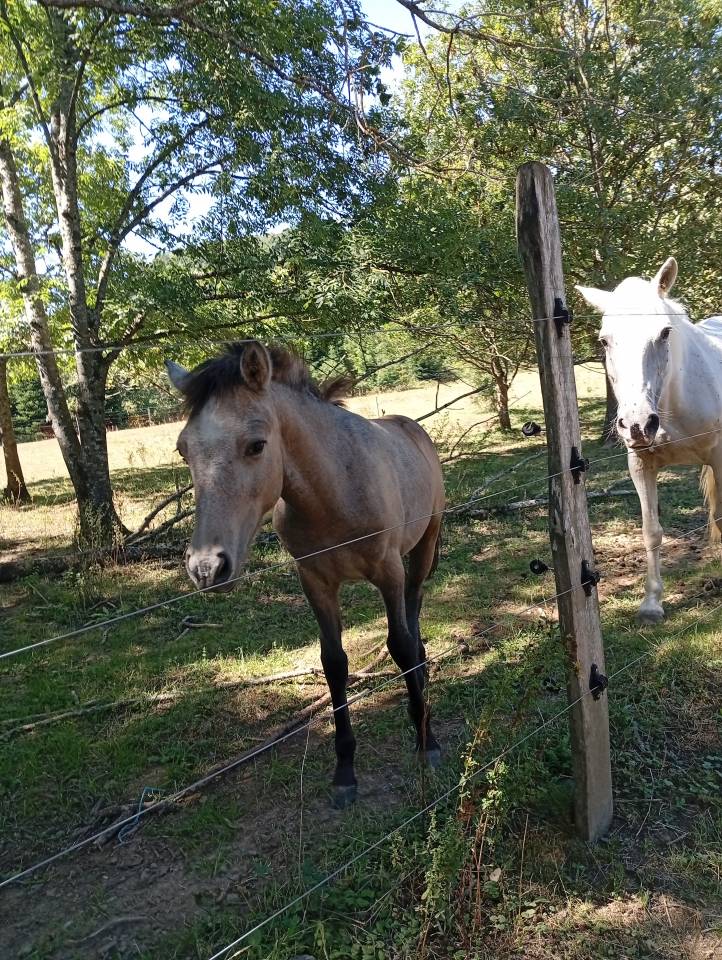 Colt Camargue For sale 2025 White