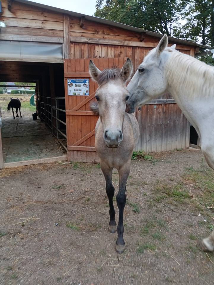 Colt Camargue For sale 2025 White