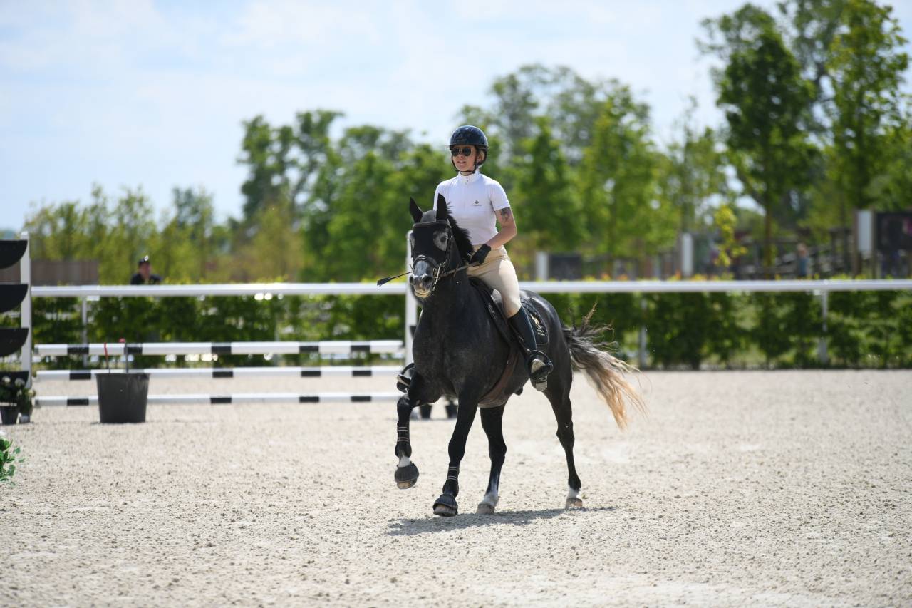 Gelding French Saddle Pony For sale 2021 Grey