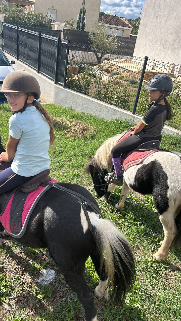 Mare No Origin Recorded For sale 2021 Coloured